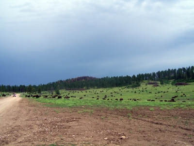 Bisons Im Custer StatePark (SD)