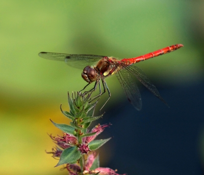 Libelle