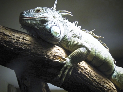 Leguan in Sicht