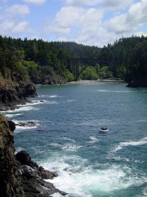 Austernfischer in eine Bucht am Pazifischen Ozean in Oregon