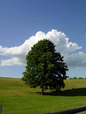 Baum vor Wolke in Walla Walla