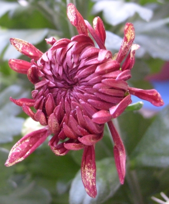 Chrysantheme 10