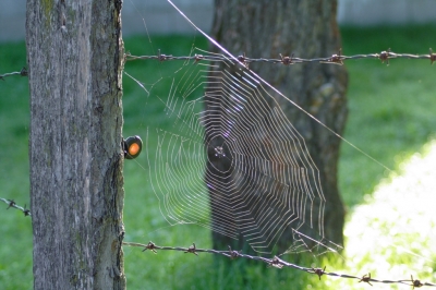 Spinnweben am Zaun