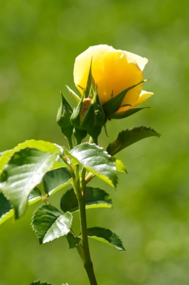Nur eine gelbe Rose