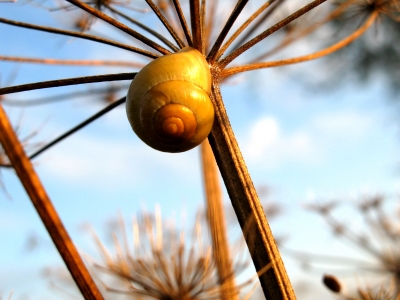 Schnecke im Abendlicht