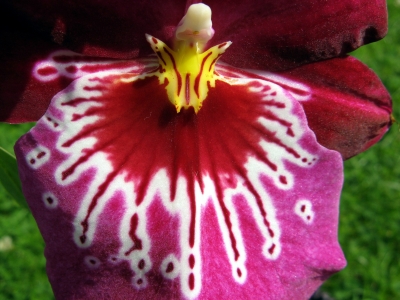 Orchidee-Männchen