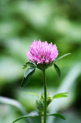 Einzelne Blüte