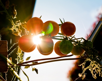 Tomaten in der Sonne