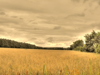 HDR - Kornfeld