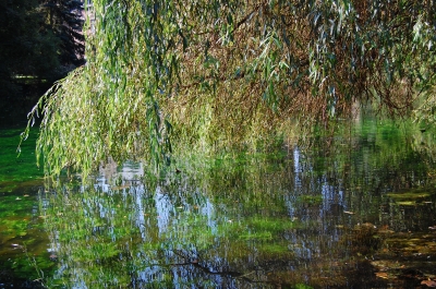 Trauerweide über'm Schlossweiher