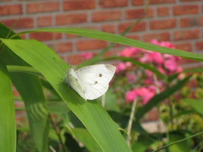 Schmetterling