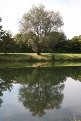 Baum der Donau