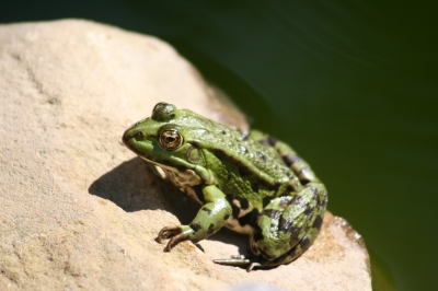 Frosch am Teich