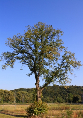 ER WARTET AUF DEN HERBST