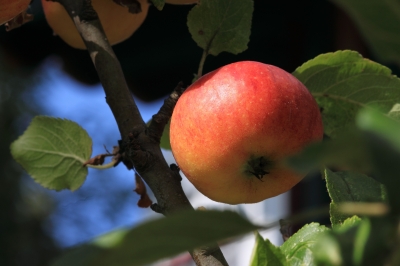 Lecker Apfel