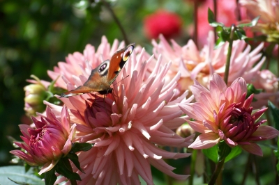 Besuch der Dahlien