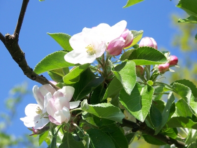 Endlich Frühling!