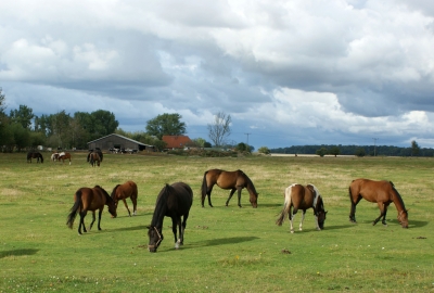 Pferde mit Bauernhaus auf Rügen