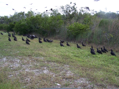 Turkey Buzzards, Geier in Florida (Everglades)
