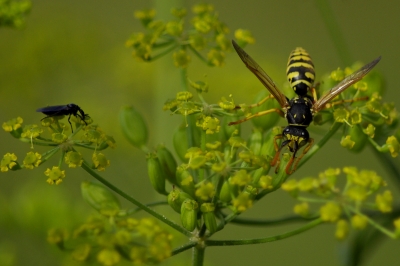 unsere schöne Natur 35