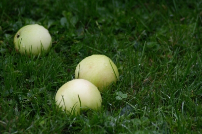 Der Apfel fällt nicht weit vom Baum