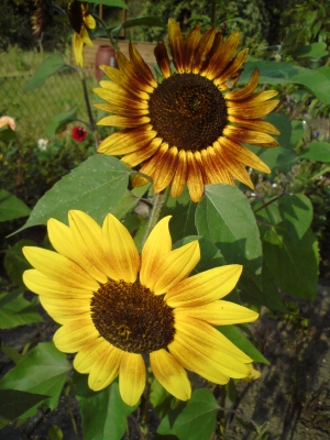 Sonnenblumen #1