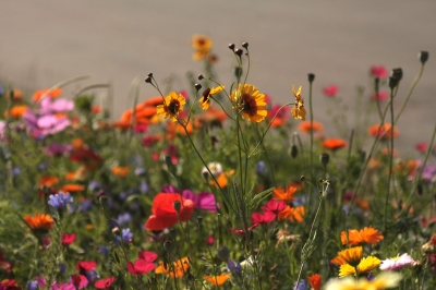 Blick in die Blumenwiese