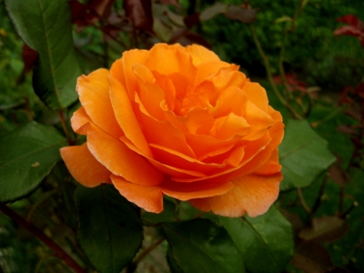 Rose in Orange