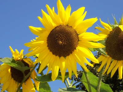 Prachtvolle  Sonnenblume