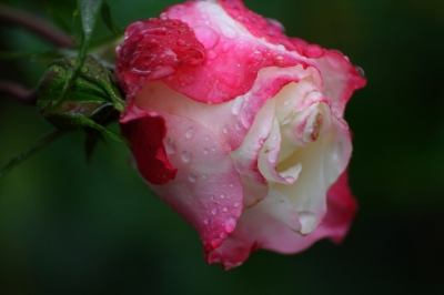 Tränende Rose