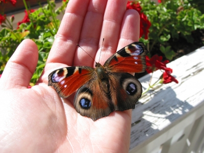 Schmetterling