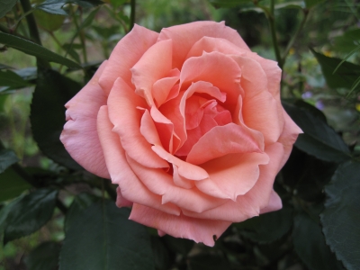 lachsfarbene Rose