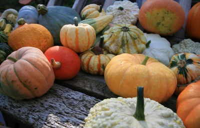 Bunte Herbstfrüchte