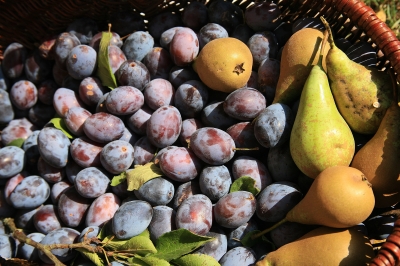 Obst-Erntekorb - frisch gepflückt