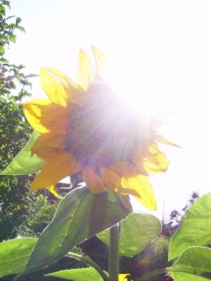 Sonneblume mit Sonnenstrahlung