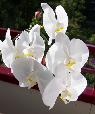 Weiße Orchideen 2