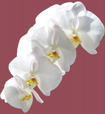 Weiße Orchideen 3