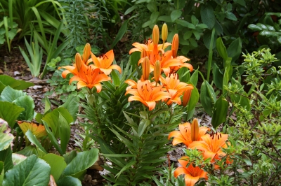 Lilien in Orange