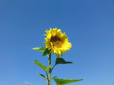 Nur eine Sonnenblume