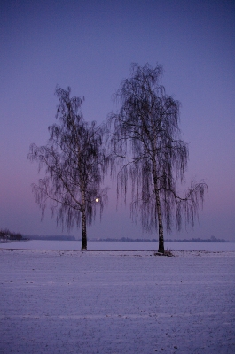 Baumgruppe mit Winter-Mondaufgang