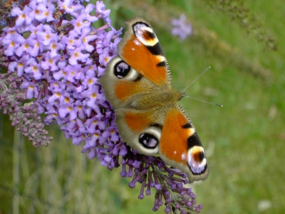 Sommerflieder und Pfauenauge