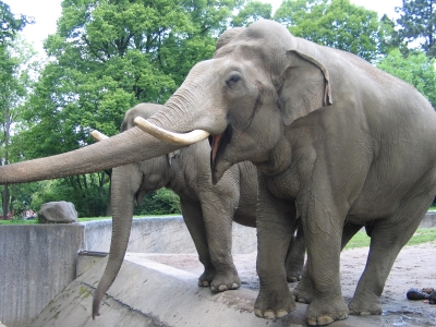 Elefant