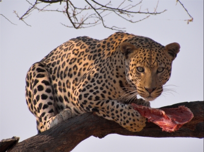 Namibia - Leopard