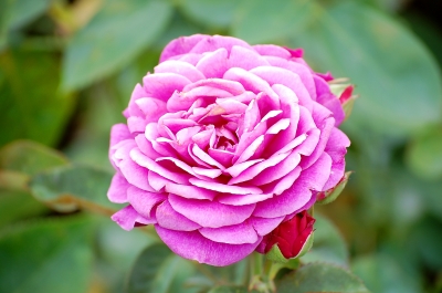 Du schöne Rose