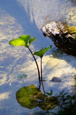 Wasserpflanze