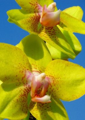 gelbe Orchidee