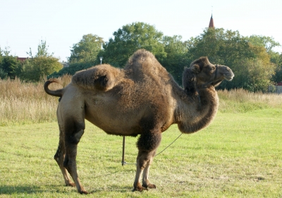 Es gibt auch Kamele in Altefähr...