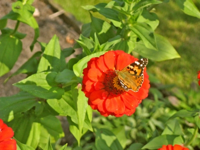 Ringelblume mit Distelfalter