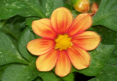 Blume in Orange