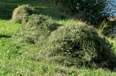 Letztes Heu trocknet in der Sonne